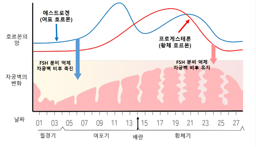 생리주기 이미지